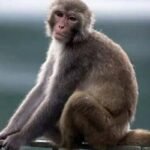 কীভাবে মানুষের মধ্যে সংক্রমণ ছড়ায় মাঙ্কিপক্স?