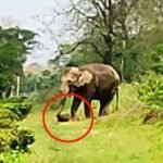 মৃত সন্তানের প্রতি মা হাতির মমতা
