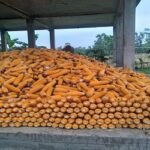 নীলফামারীতে ভুট্টার বাম্পার ফলন দাম ভালো পাওয়ায় কৃষক ভীষন খুশি