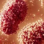 মাঙ্কিপক্স বিশ্ব মহামারী হওয়ার সম্ভাবনা নেই: ডব্লিউএইচও