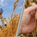 গম রপ্তানি বন্ধ করল ভারত, বিশ্ববাজারে দাম বাড়ার আশঙ্কা