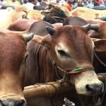 রাজধানীর ১৭ স্থানে বসবে কোরবানির পশুর হাট, ডিজিটাল হাটও চালু থাকবে