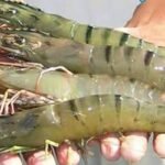 জিআই সনদ পেল বাগদা চিংড়ি