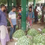 ভোলাহাটে জমি উঠেনি আমের বাজার