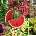 মৌসুমি ফল তরমুজ ও আমের পুষ্টিগুণ