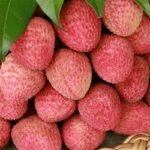 লিচু বেশি দিন তাজা রাখতে কী করবেন?