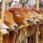 কোরবানির যে বিষয়গুলো জানা খুব জরুরি