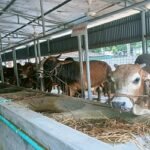 কোরবানীর জন্য প্রস্তুত সরকার এগ্রো ফার্মের গরু ও মহিষ