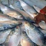 দক্ষিণাঞ্চলে দ্বিগুণ বেড়েছে ইলিশ উৎপাদন