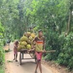 বিজয়নগর ফলের স্বর্গরাজ্য বছরে ৫০ কোটি টাকার বিক্রি