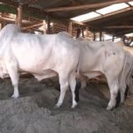 চট্টগ্রামে কোরবানি পশুর হাট থাকছে সীমিত