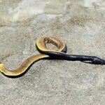কুয়াকাটা সৈকতে বিরল প্রজাতির বিষধর সাপ উদ্ধার