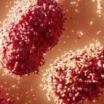 মাঙ্কিপক্স নিয়ে সর্বোচ্চ বৈশ্বিক সতর্কতা