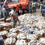 প্রথম দিনেই জেলেদের জালে ঝাঁকে ঝাঁকে ইলিশ