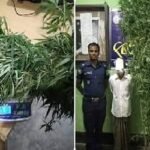 বসতবাড়িতে গাঁজার চাষ আটক -১