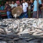 তিন দিনে এক নৌকায় ধরা পড়েছে ২৫ লাখ টাকার ইলিশ