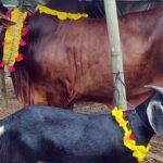 পশু কোরবানির মধ্যদিয়ে পালিত হচ্ছে ঈদুল আজহা