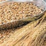 আখাউড়া স্থলবন্দর দিয়ে ভারত থেকে গম আমদানি শুরু