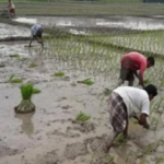 চাঁপাইনবাবগঞ্জে বৃষ্টিতে স্বস্তি ফিরেছে আমন চাষে