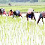 চৌগাছায় আমন ও শীতের সবজি চাষ নিয়ে দুশ্চিন্তায় কৃষক