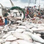 নৌকা বোঝাই ইলিশ নিয়ে ঘাটে ফিরছেন জেলেরা