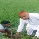 প্রাকৃতিক দুর্যোগ মোকাবেলায় নবাবগঞ্জের দাউদপুরে তালের বীজ রোপন