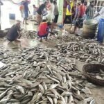 এক জেলের জালে ধরা পড়লো ৩৫ মণ ইলিশ