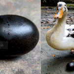 ভাইরাল হতেই কালো ডিম পাড়া বন্ধ করল সেই পাতিহাঁস!