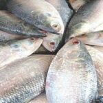 সাধ থাকলেও সাধ্য নেই ইলিশ কেনার