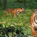 বাংলাদেশ থেকে বাঘেরা ভারতে চলে যাচ্ছে?
