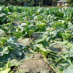 দুর্বৃত্তের হানায় ২০ শতক জমির ফুলকপি বিনষ্ট