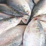 মা ইলিশ রক্ষা অভিযান: বরিশালে ৭২৪ জেলের কারাদণ্ড