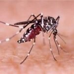 আরও ৩১০ ডেঙ্গু রোগী হাসপাতালে