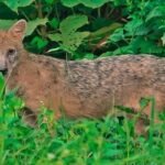 নরসিংদীতে শিয়ালের কামড়ে শিশুসহ ৩ জন আহত