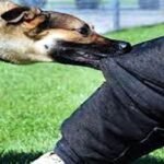 নগরীতে বেওয়ারিশ কুকুর নিধনের দাবী জানিয়েছে জাগো সিলেট আন্দোলন