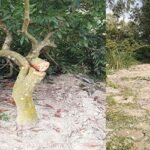 ফুলবাড়ী উপজেলার রামচন্দ্রপুর গ্রামে ৩লক্ষ ৫০ হাজার টাকার গাছ কর্তন