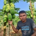 জঙ্গল কেটে পেঁপের চাষ, বছরে ১০ লাখ টাকা আয়ের প্রত্যাশা