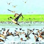 অতিথি পাখিদের রক্ষা করুন
