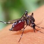 ডেঙ্গুতে আরও ৬ মৃত্যু, নতুন ৫৫৯ রোগী হাসপাতালে