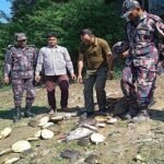 ভারতে পাচার হতে যাওয়া কচ্ছপ অবমুক্ত করা হলো তিতাসে
