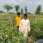 আগাম জাতের টমেটো চাষে সফল ব্রাহ্মণবাড়িয়ার চিনাইর গ্রামের দুই ভাই