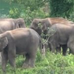 পেকুয়ায় বন্যহাতির আক্রমনে কিশোরের মৃত্যু