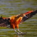 অতিথি পাখিদের বিচরণে মুখর জাবির ক্যাম্পাস  