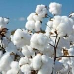 ২০৩০ সালের মধ্যে তুলা উৎপাদন পাঁচ গুণ বাড়ানোর লক্ষ্য
