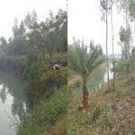 ফুলবাড়ী উপজেলা শিবনগর ইউপির পাকা রাস্তা সংলগ্ন তিলাই নদীর পাড় বর্ষা মৌসুমে ভেঙ্গে পড়বে