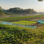 সবজি চাষে এগিয়েছে নেত্রকোনা