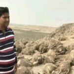 কুকুরের আক্রমণে ১৭৫ ভেড়ার মৃত্যু