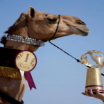 কাতারে বিশ্বকাপের পাশাপাশি উটের জমজমাট সৌন্দর্য প্রতিযোগিতা