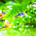যাঁর রাজত্বের অধীন ছিল পশু-পাখি ও প্রকৃতি