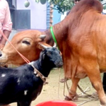 দেশে গরু ও ছাগলের সংখ্যা বেড়েছে
